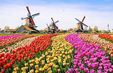 moulins en Belgique avec des tulipes lors d'un rallye avec Balade-en-Ancienne